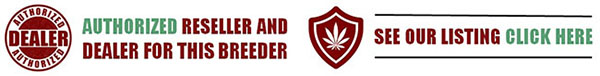 We are authorised dealers for Barneys Farm Marijuana Strains